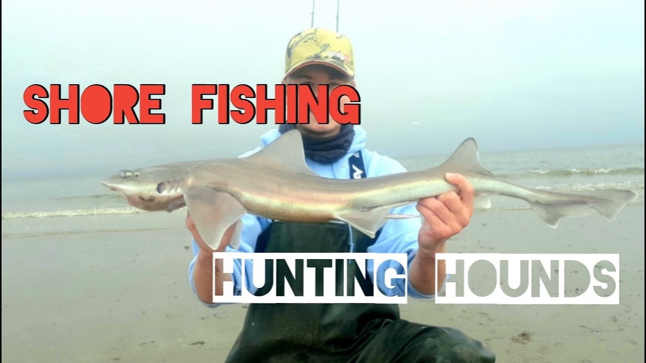 Shore fishing - Smoothhound fishing Talacre