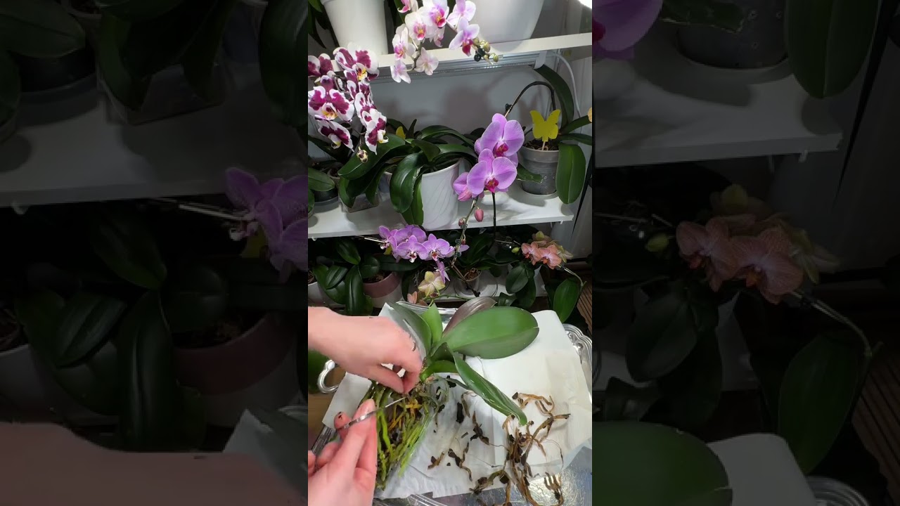 Czy Wiesz Jak Przesadzić Storczyk  #orhidee #orhid #storczyki #plantlover #plants