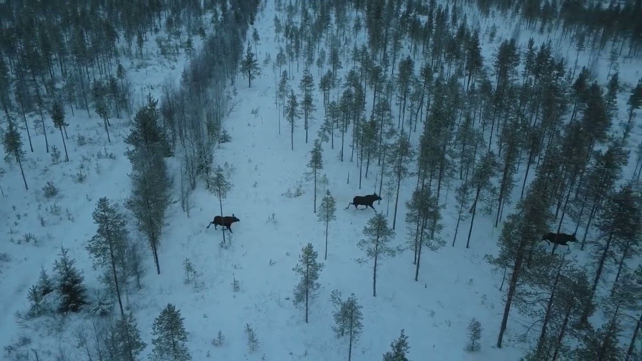 Hirvet ovat laumoissa suomessa / Moose are in herds in Finland.