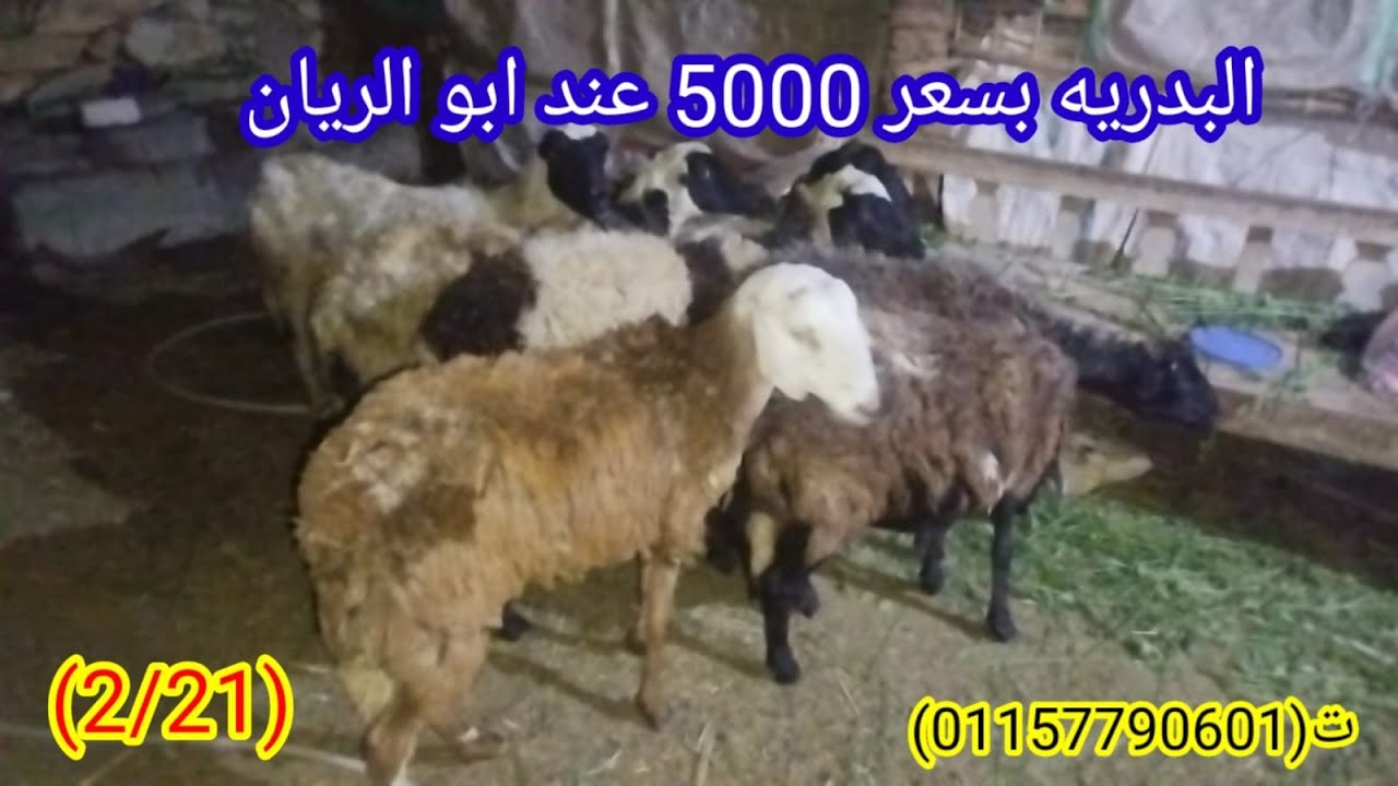 صفقة غنم ببلاش عند ابو الريان (٠١١٥٧٧٩٠٦٠١)#عروض_بيع_الاغنام 