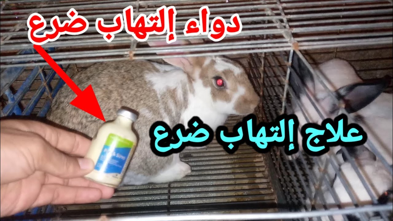 علاج إلتهاب ضرع عند الارانب