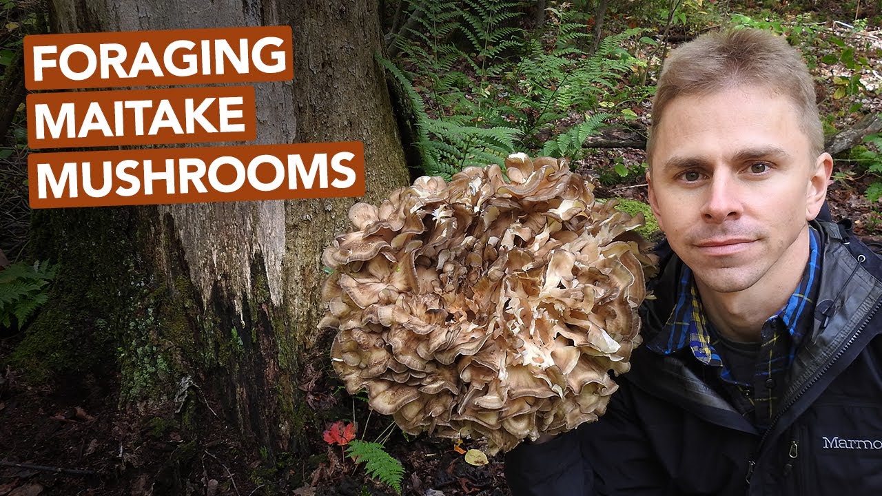 Foraging Maitake Mushrooms