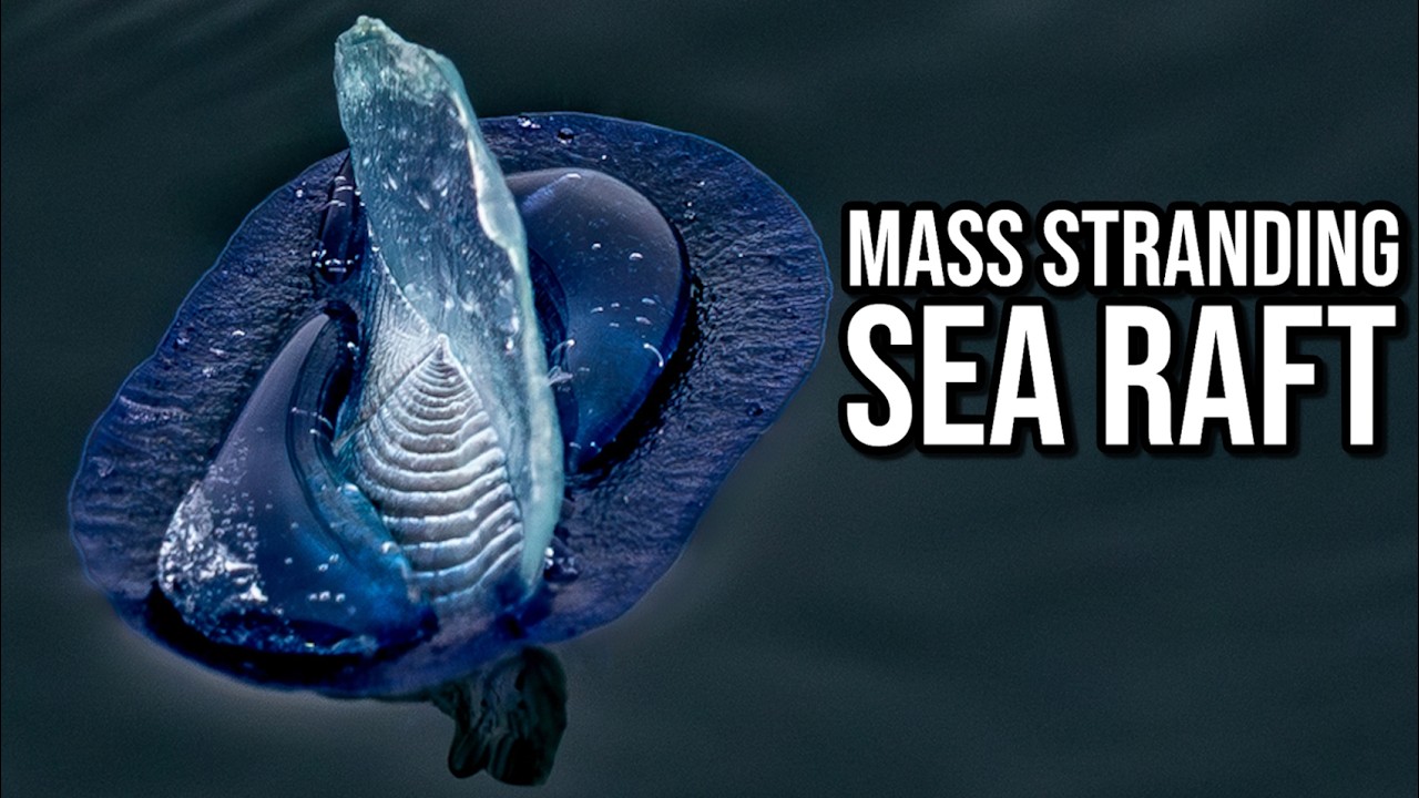 What Exactly Is: Velella | By-the-wind Sailor