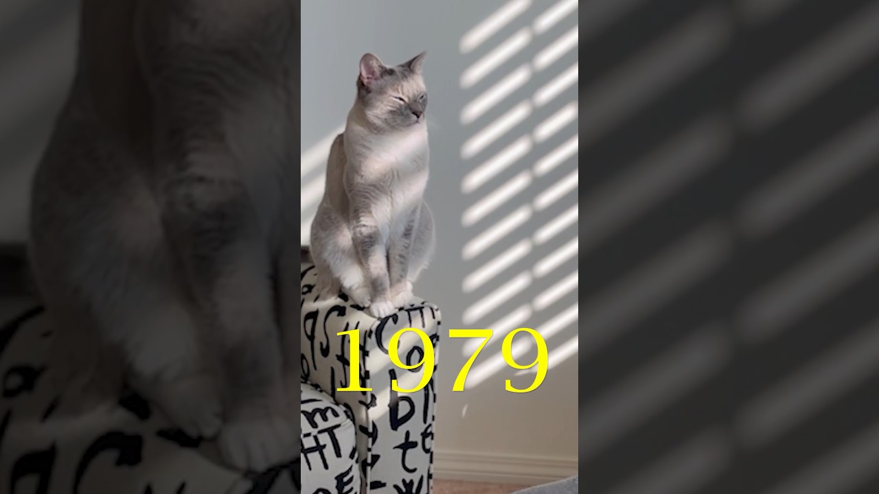 Кошки 1979 года