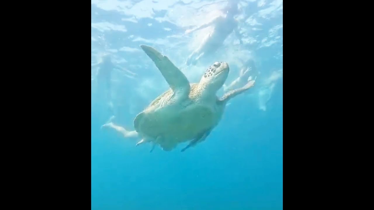 Swimming with a turtle Seminyak Bali Indonesia 🇮🇩 #turtle #indonesia #bali