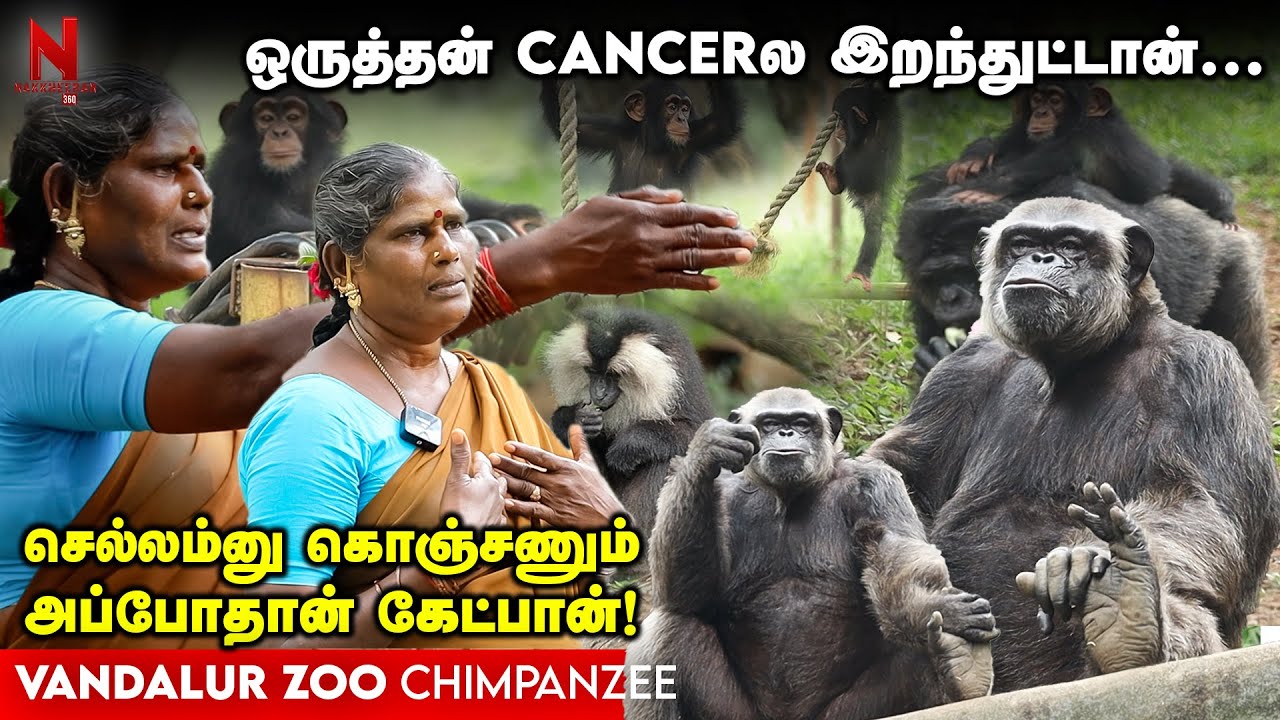 Vandalur Zoo ||அவங்களே அடிச்சிப்பாங்க...அவங்களே சமாதானம் ஆகிடுவாங்க! Chimpanzee || Zoo Maintenance