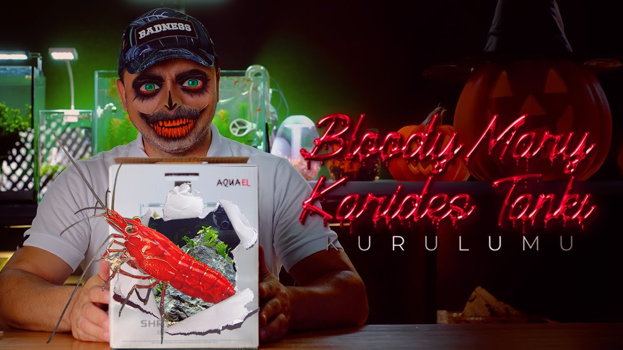 Bloody Mary Karides Tankı Kurulumu - Aquael Shrimp Set 10 Day & Night - Herşey Dahil Akvaryum