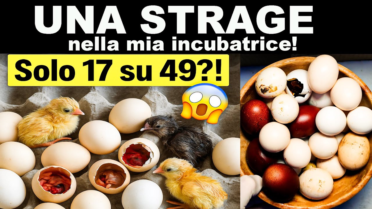 UNA STRAGE nella mia incubatrice! Ecco quanti sono sopravvissuti…