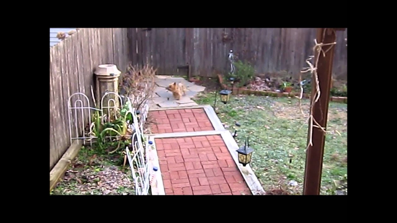 Wild Squirrel Chase