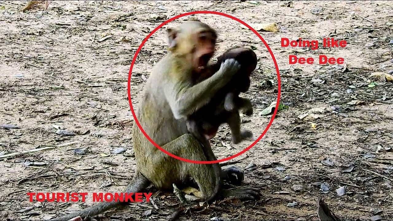 Why do like this with baby monkey, Million pity for baby monkey, Baby cry&cry, Baby recuse by Mom