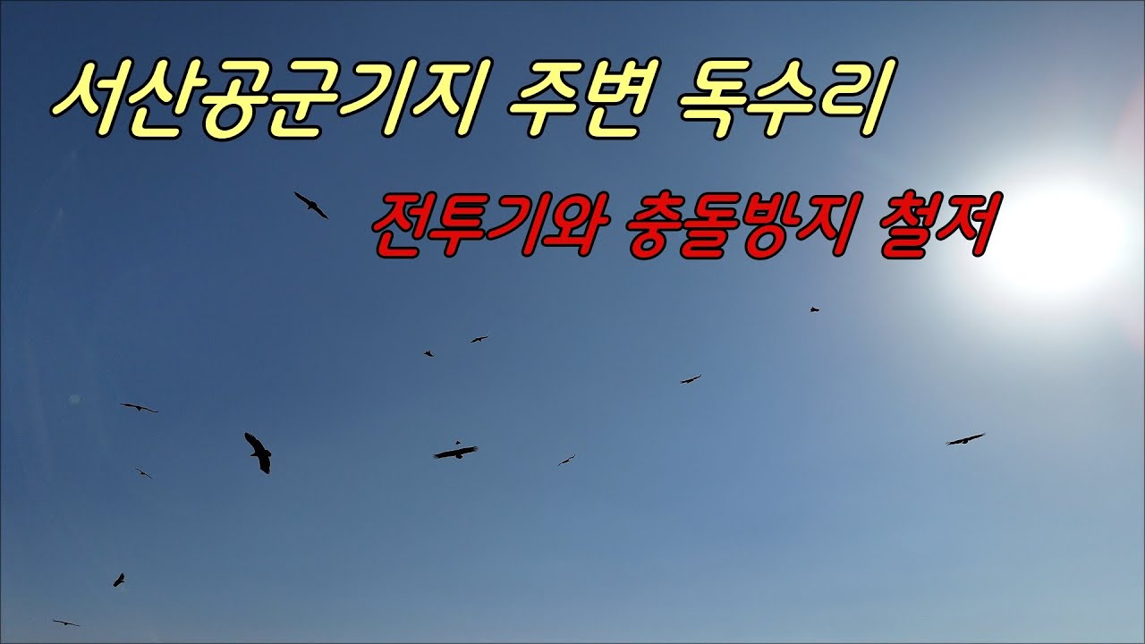 서산공군기지 주변 겨울철새 주의