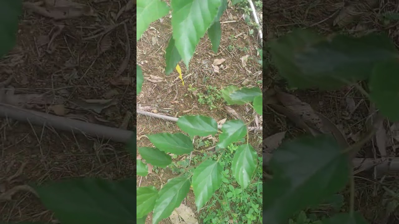 Mostrando o meu quintal 