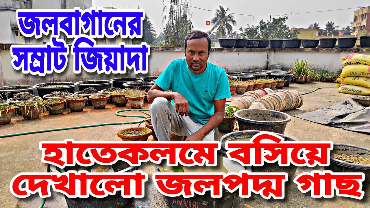 জল পদ্ম নিয়ে আর থাকবেনা কোন সমস্যা সবার বাগনে ফুটবে পদ্ম || How to plant a Lotus Tuber ||