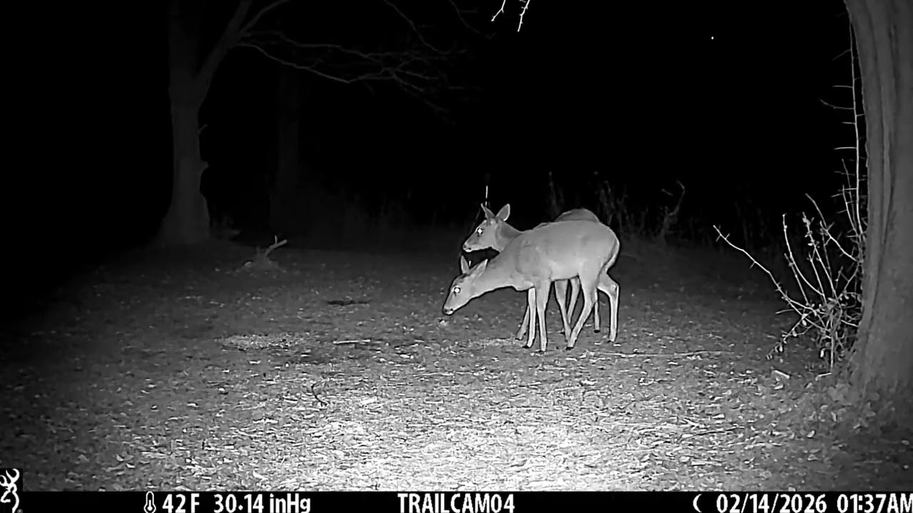Cam04 2026/02/13 1080p