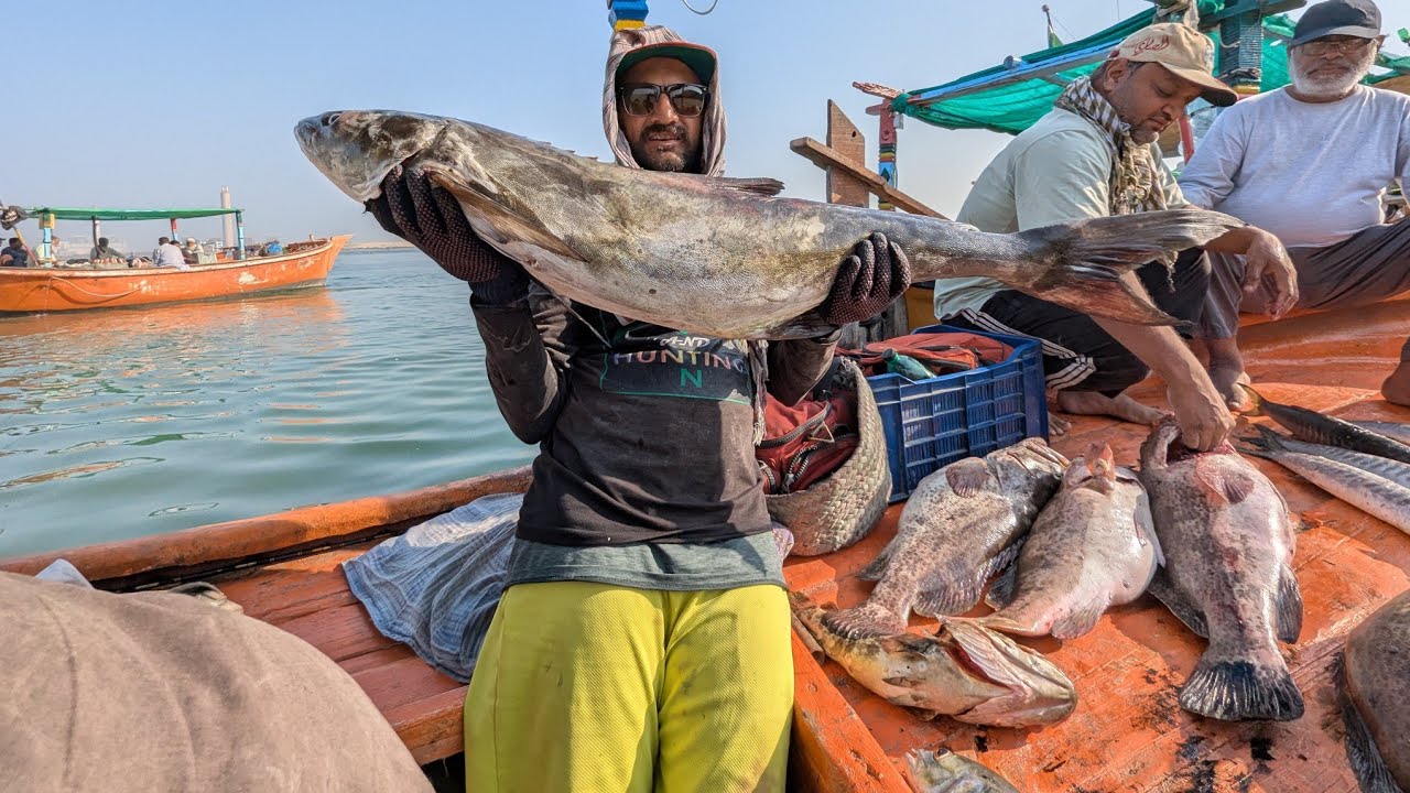 Monsters Cobia And Monsters Groupers Fishing In Charna Island | new fishing