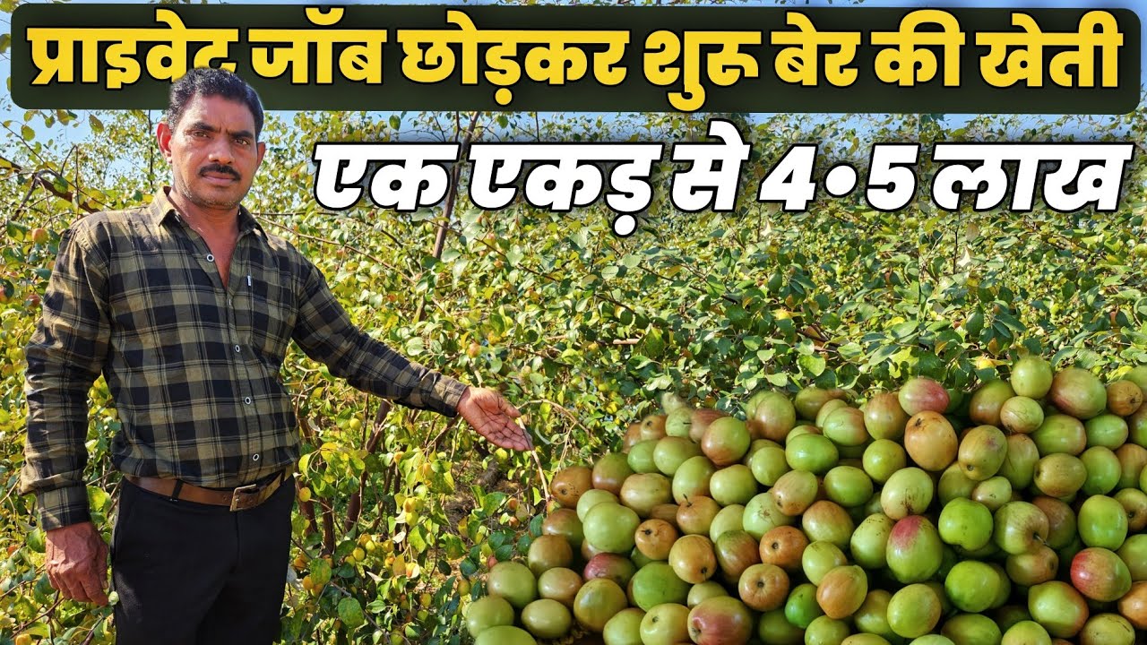 एक बार लगाओ 20 साल कमाई । प्राइवेट जॉब छोड़कर शुरू किया कश्मीरी एप्पल बेर की खेती