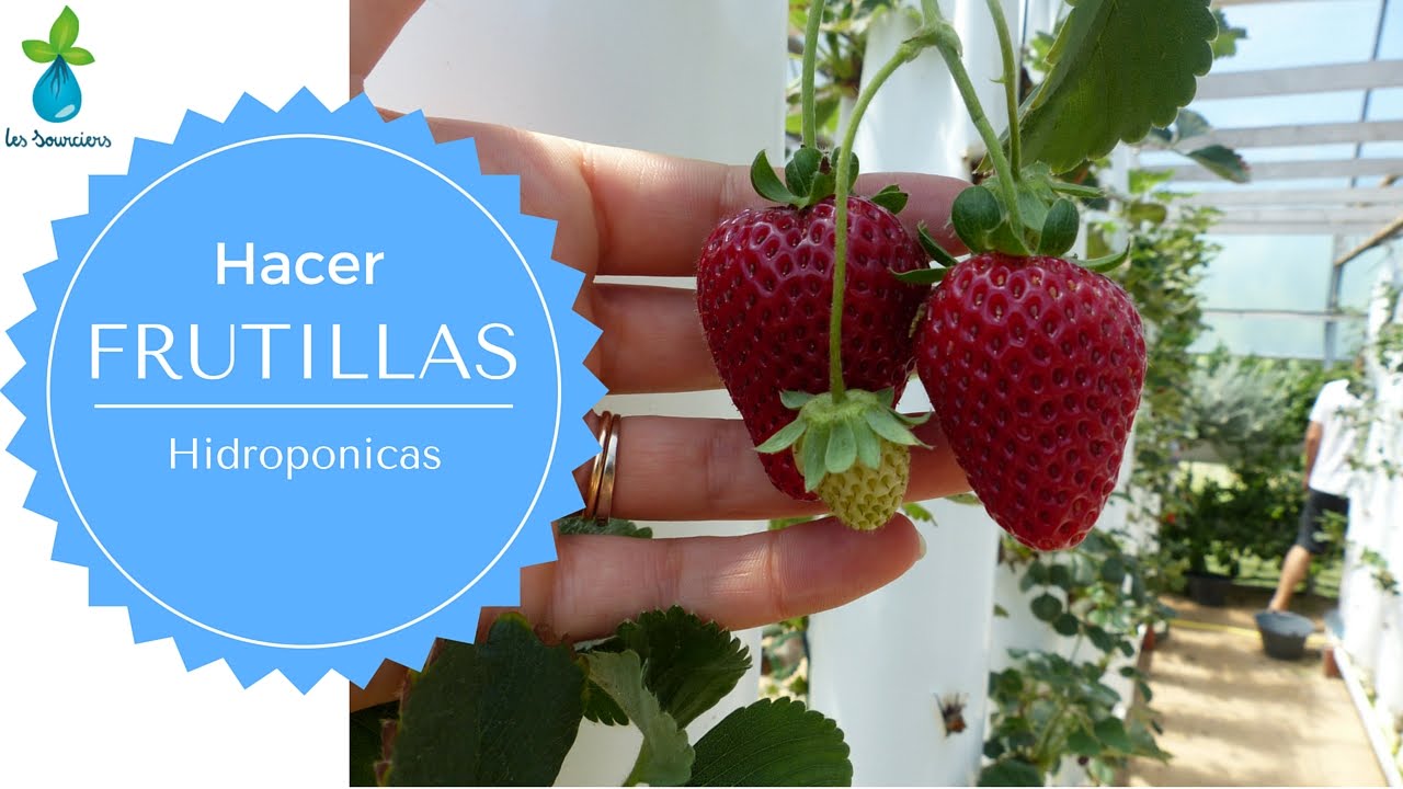 Frutillas Hidroponicas en el Tigre! - Vivero Villa Monica 2/2 - HWT #08
