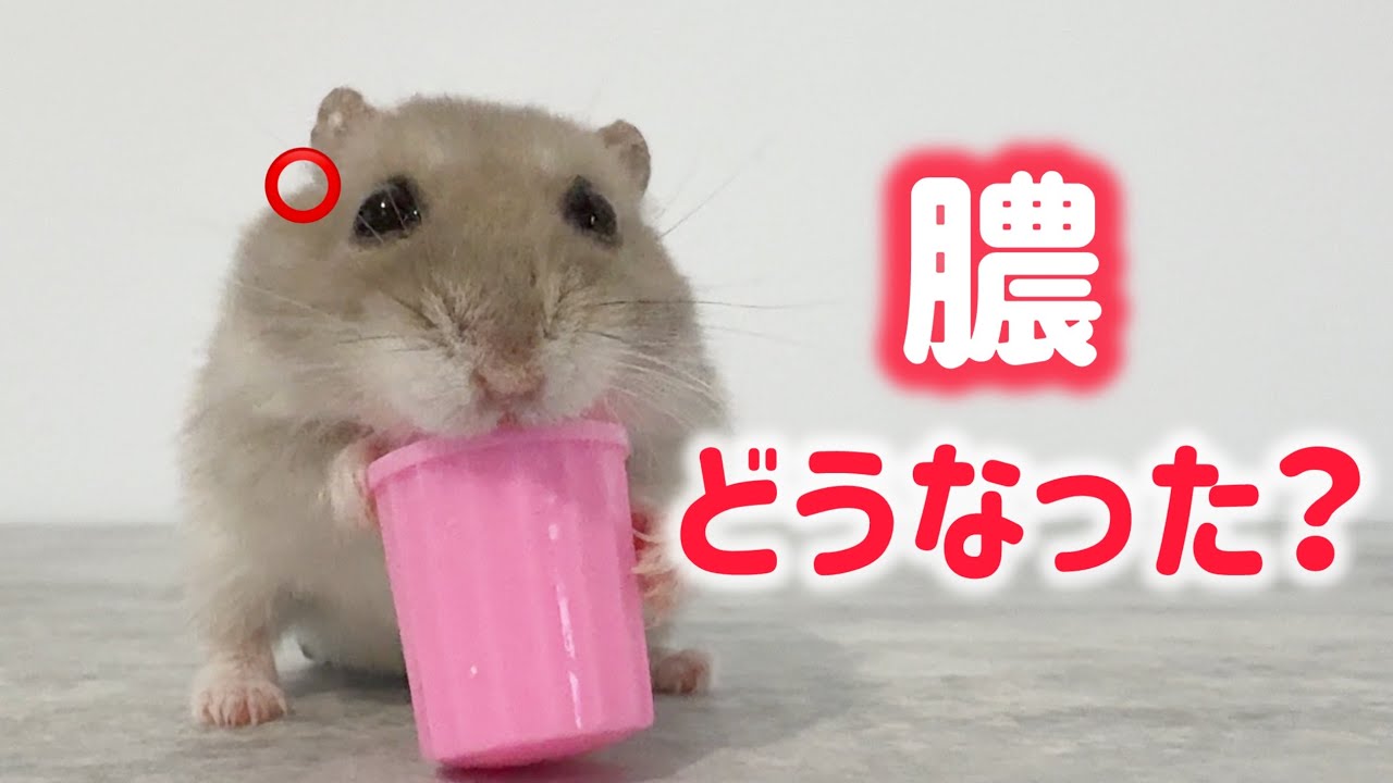 【記録】耳の下に膿ができたハムスター…その後
