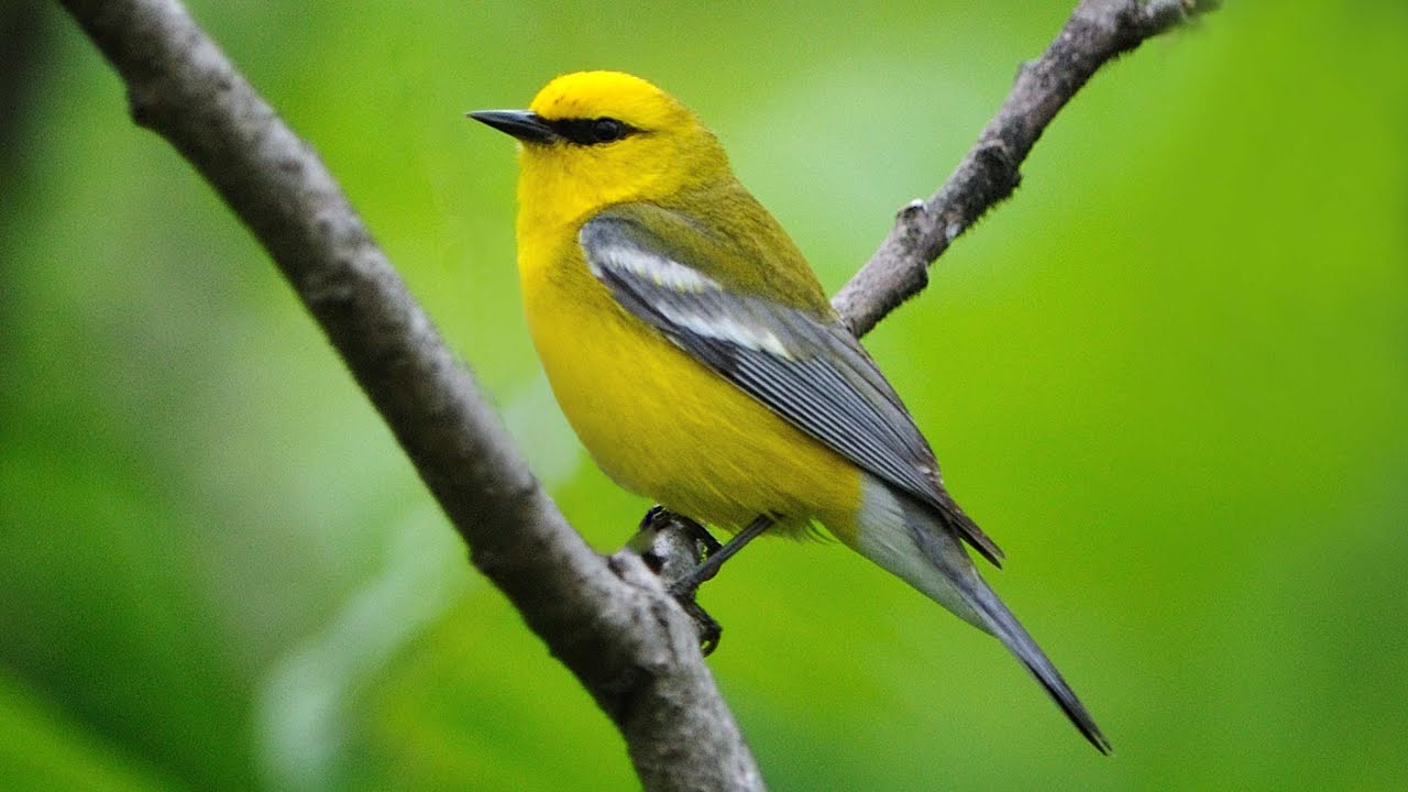 Blue-winged Warbler Portrait