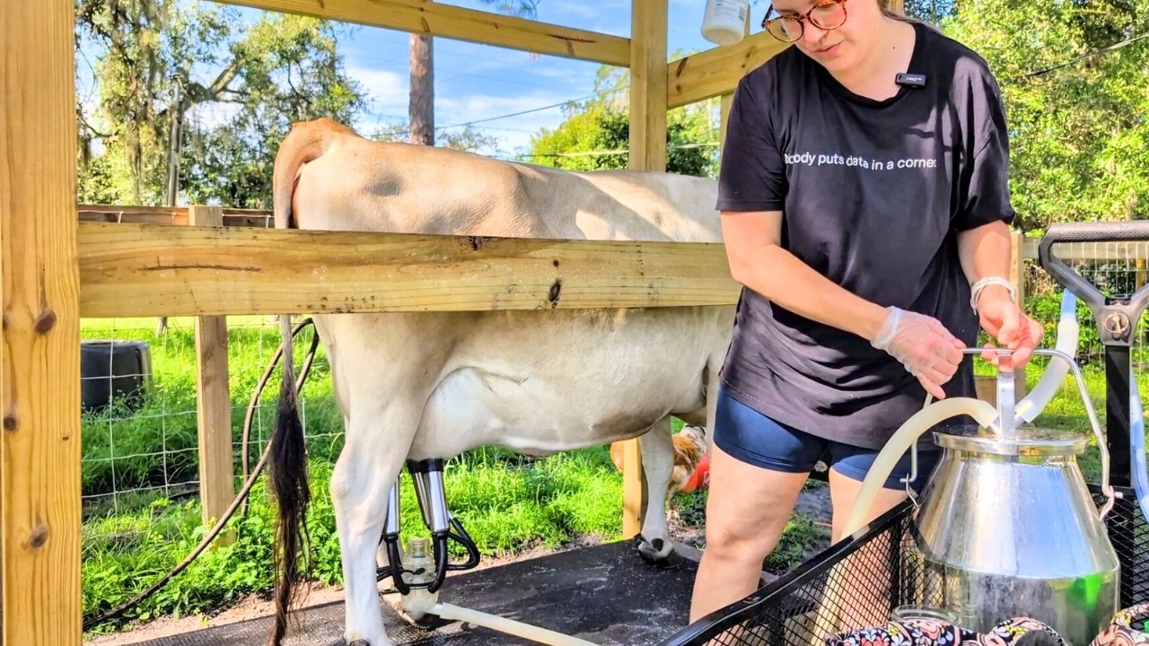 Mini Jersey Family Milk Cow (FULL ROUTINE) Morning Farm Chores
