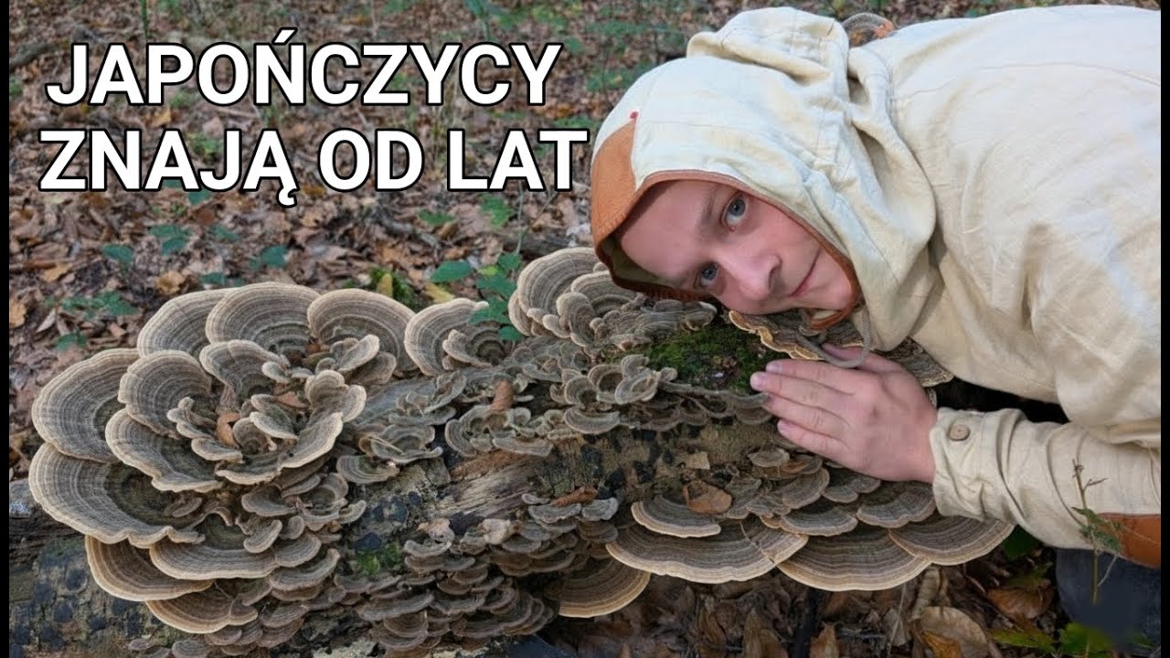 W JAPONII stosuje się go od TYSIĄCLECI - grzyb wrośniak różnobarwny