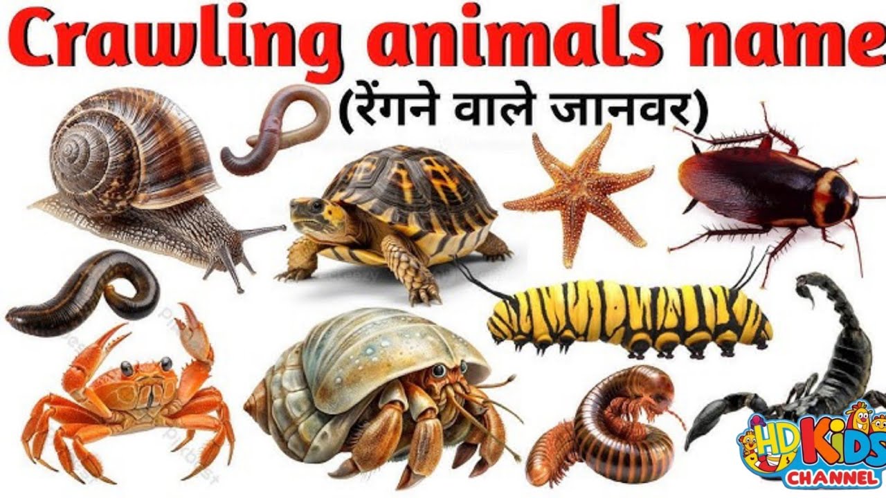 Crawling Animals Names in English | Learn Insects, Bugs, Reptiles, Creepy Crawlies@HDKidsChannel 