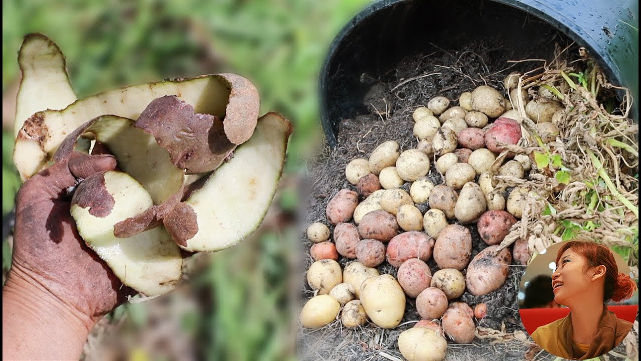 我用土豆皮种土豆，收了一大堆｜土豆遇上草木灰，收获翻三倍