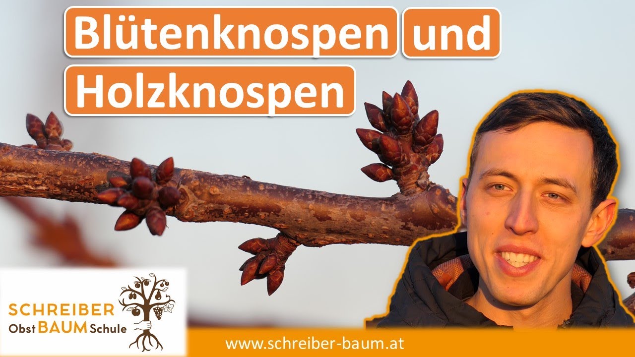 Bl&uuml;tenknospen und Holzknospen unterscheiden - wichtig f&uuml;r den Obstbaumschnitt