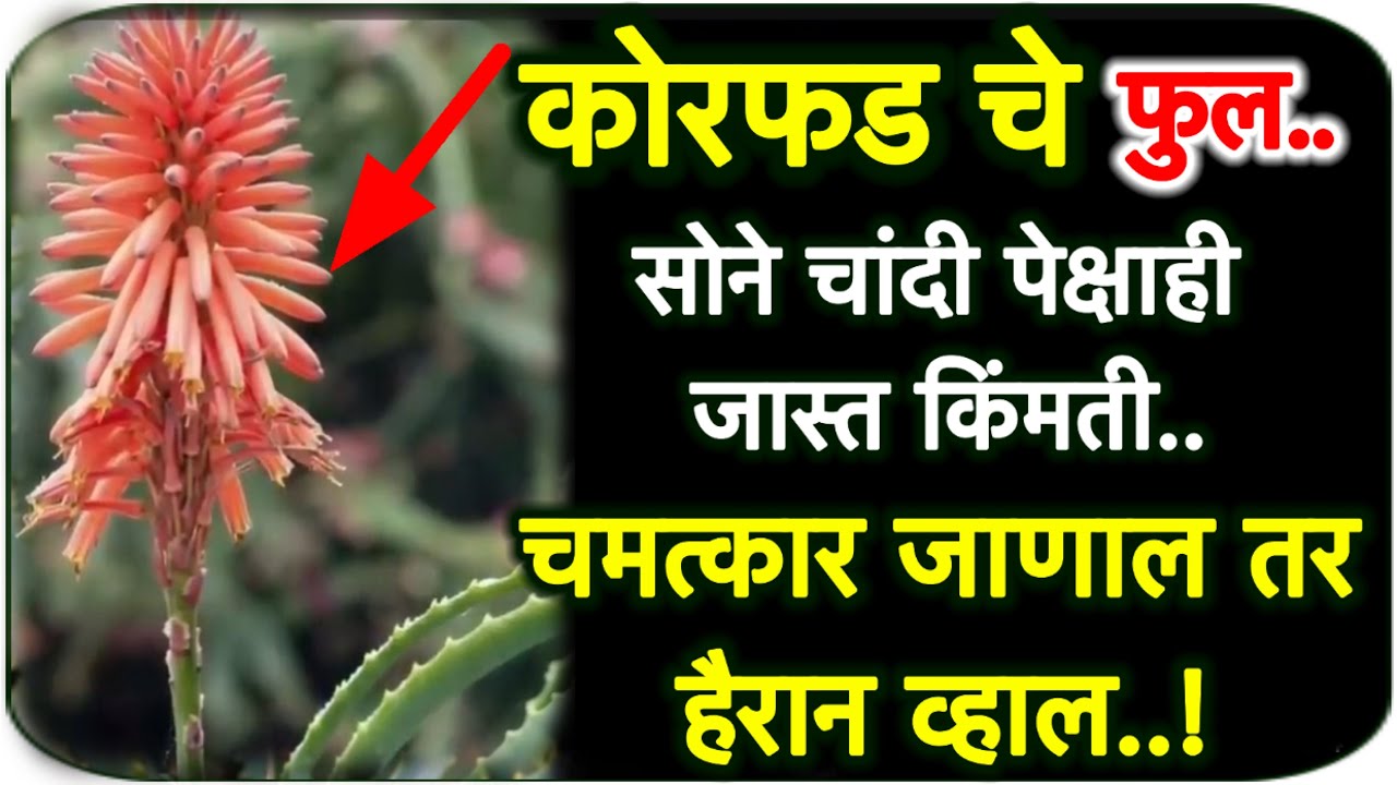 कोरफड चे फुल सोडू नका,सोने चांदी पेक्षाही किंमती त्वरीत तोडा दुनिया तुमच्या इशार्र्यांवर नाचेल🌷🙏🏻