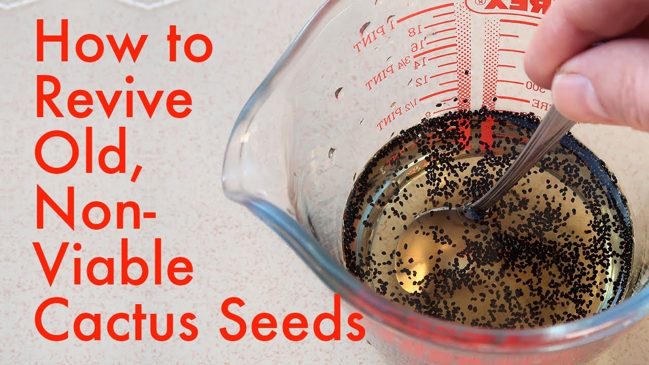 How to Germinate Old, Non-Viable Cactus Seeds