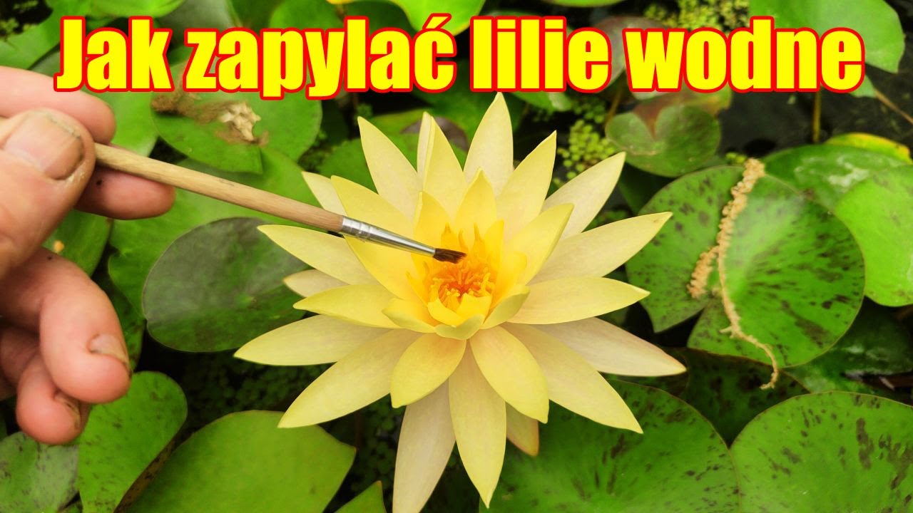 Zapylanie lilii wodnych.