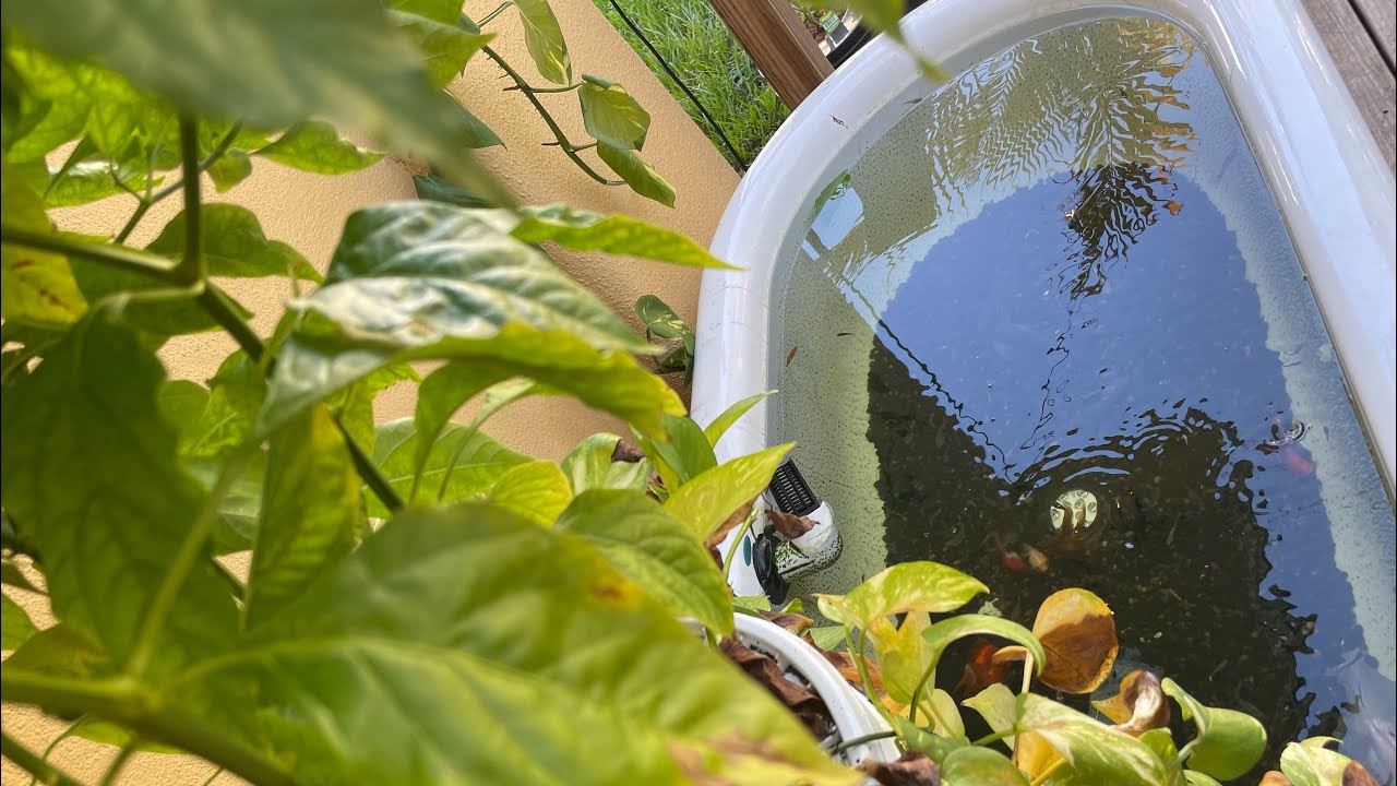 Switching things up in the bathtub/goldfish pond!!!