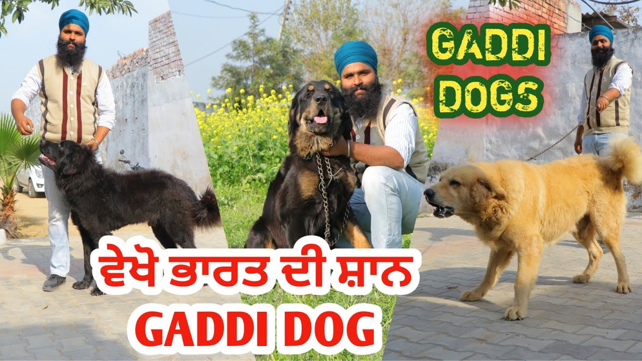ਗੱਦੀ ਕੁੱਤੇ ਵੇਖ ਕੇ ਰੂਹ ਖੁਸ਼ ਹੋਜੁ | Gaddi Dog | Indian best Big Breed | Best Guard Dogs || Gaddi  Kutta