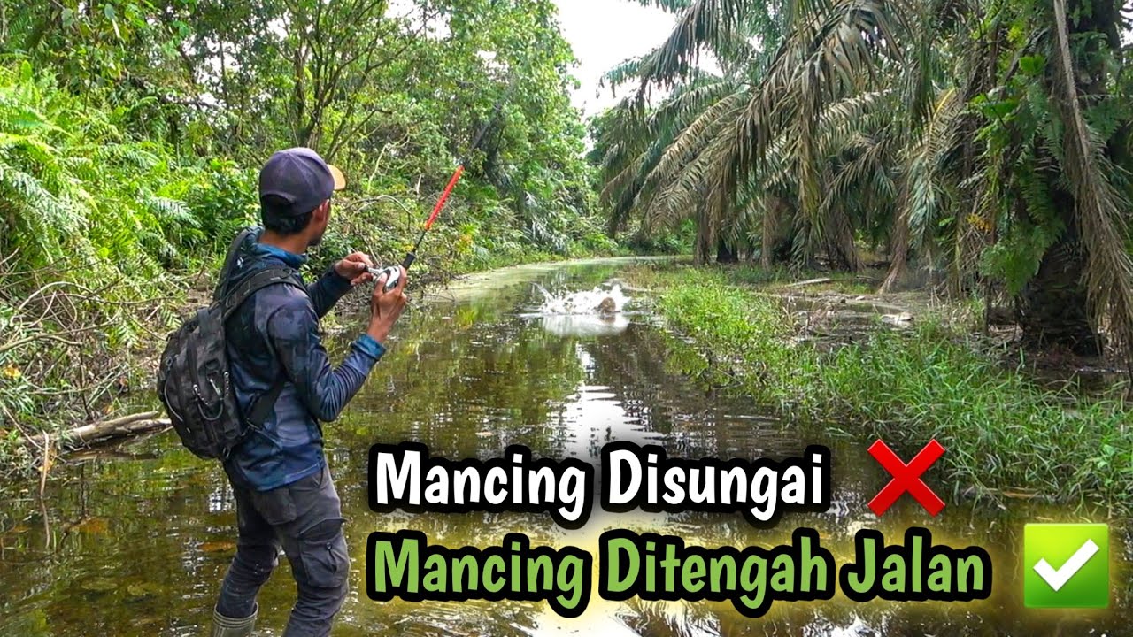 Seharian Berburu Ikan Dikebun Sawit Yang Banjir Dapat 1 Karung 😱