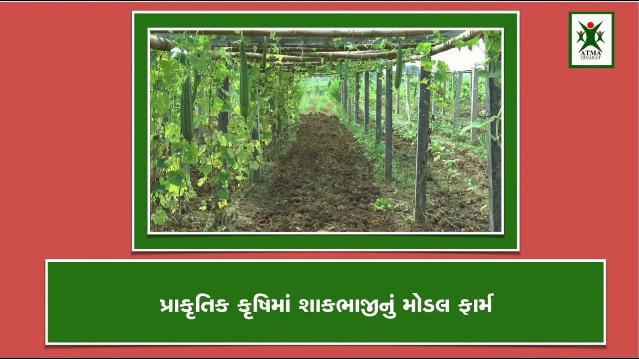 પ્રાકૃતિક કૃષિમાં શાક્ભાજીનું મોડલ