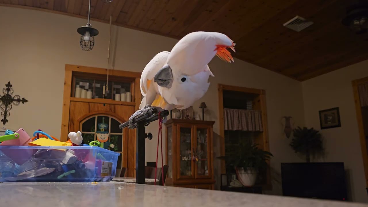 Grumpy Cockatoo 😠 