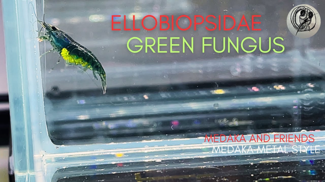 【MEDAKA】NEOCARIDINA SHRIMP  with ELLOBIOPSIDAE / GREEN FUNGUS Medaka and Friends【メダカ】【RiceFish】