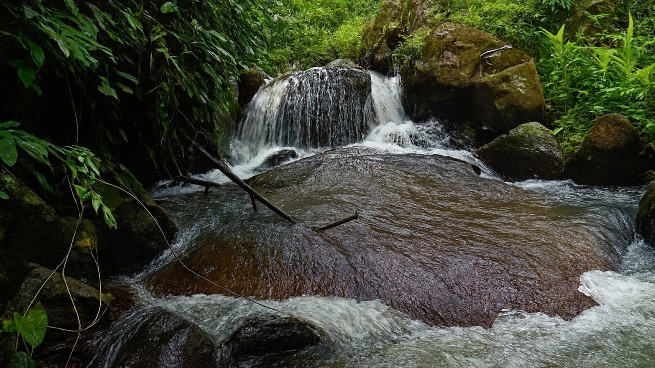 DEEP FOREST RIVER ASMR | RELAXING WATER SOUNDS & BIRDSONG FOR SLEEP, STUDY, MEDITATION