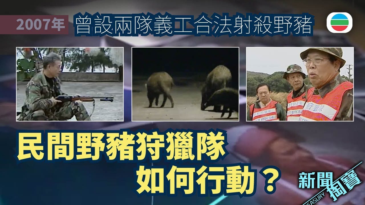 TVB 新聞掏寶｜野豬出沒注意 (繁 / 簡字幕)｜香港歷史片段｜無綫新聞 TVB News