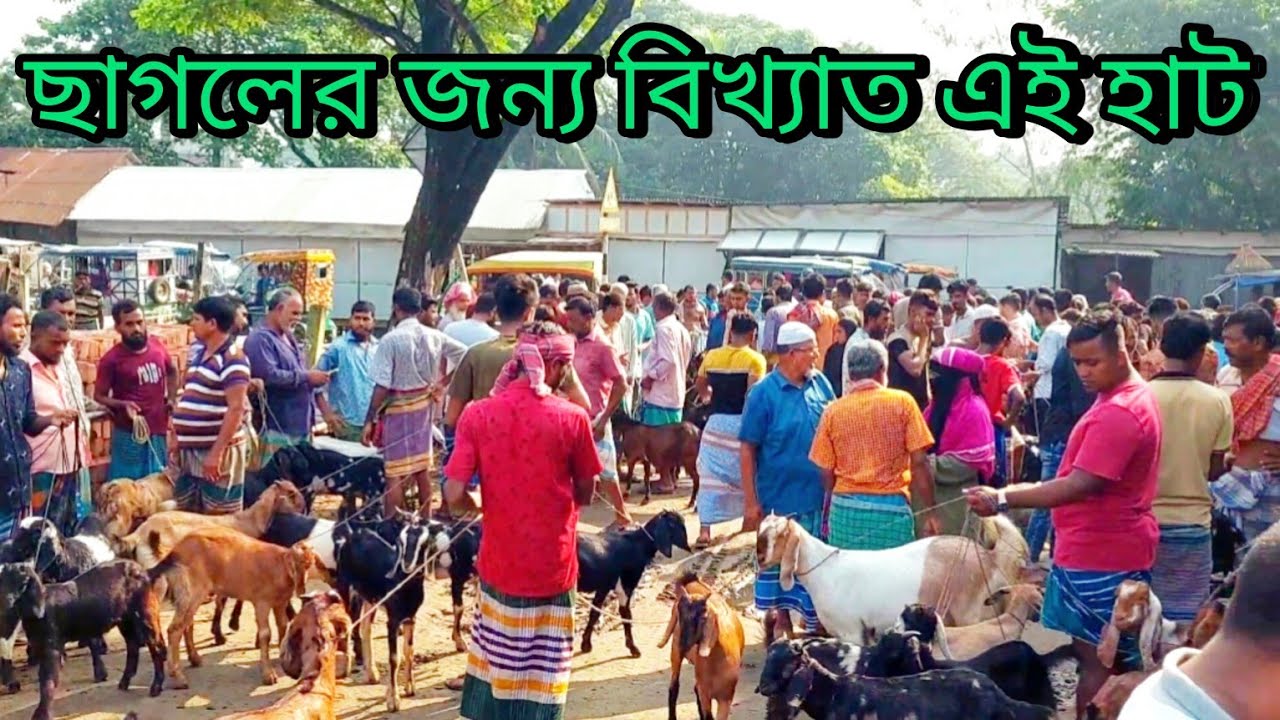 ছাগলের জন্য বিখ্যাত,দিঘীরপাড় গরু-ছাগলের হাট টঙ্গীবাড়ী মুন্সিগঞ্জ। Digerper hat munshiganj.