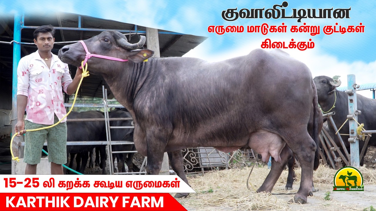 Buffalo Farming Tamil | அதிக லாபம் தரும் எருமைகள் |  பெஸ்ட் எருமை மாடுகள் @VivasayaArvalargal