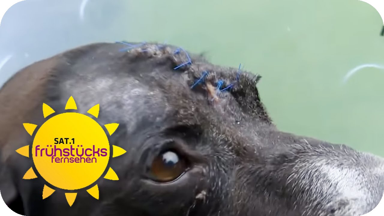 Hundehasser ATTACKE | SAT.1 Frühstücksfernsehen