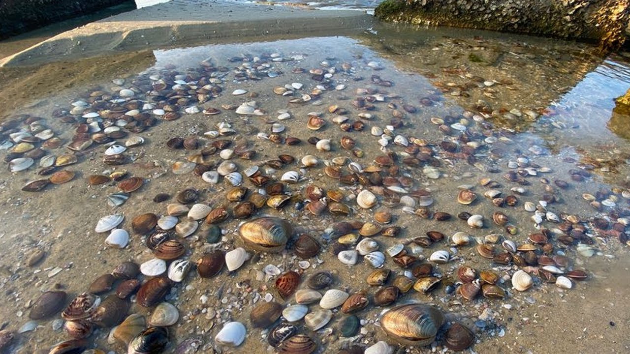Конг бросился в море и столкнулся с моллюсками.