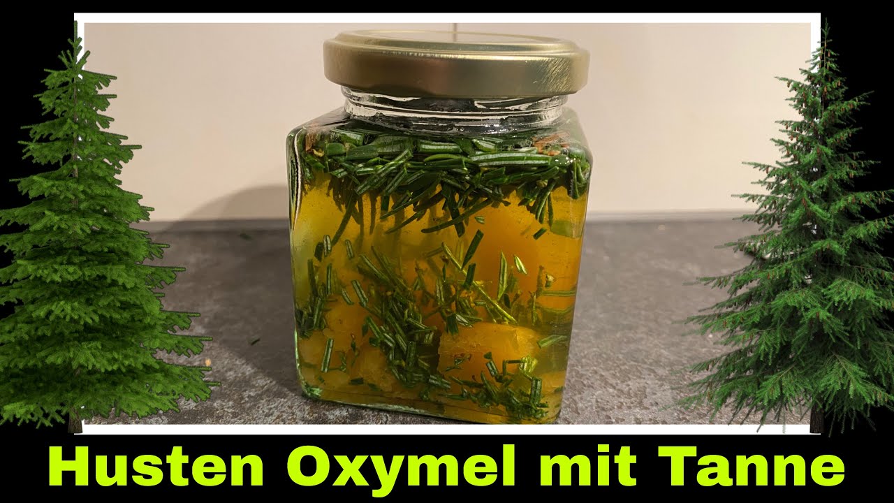 Tannennadeln Oxymel Wirkung und Rezept | Tanne Tannen Mazerat | Selbstversorgung 