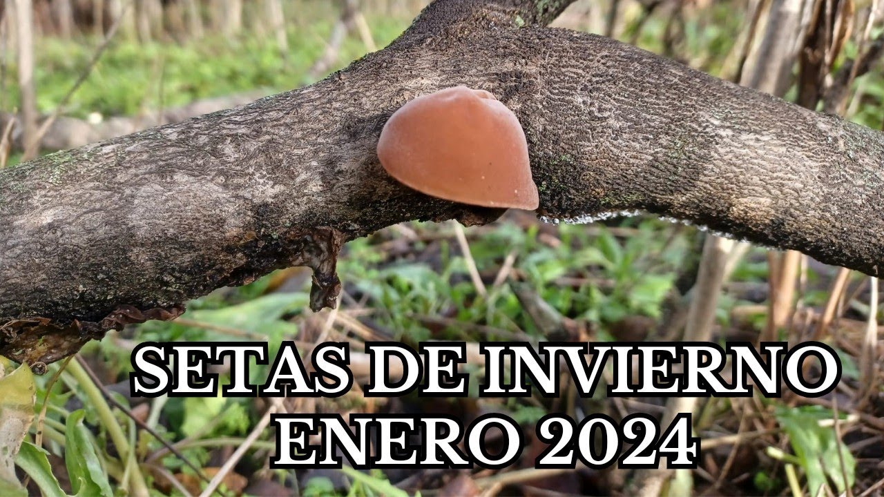 SETAS COMESTIBLES. ¿Que SETAS hay en ENERO?