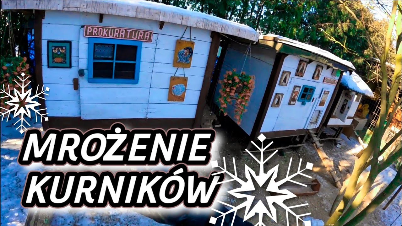 #chicken 🐓🐤🐓 Profilaktyczne mrożenie kurnika ❄️ Zabij pasożyty 🪳🪰