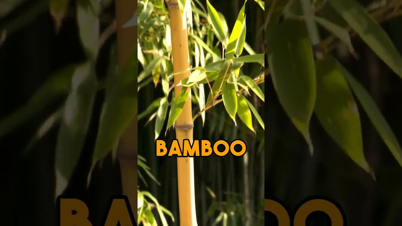 Discovering the World's Fastest Growing Plant 🌿✨