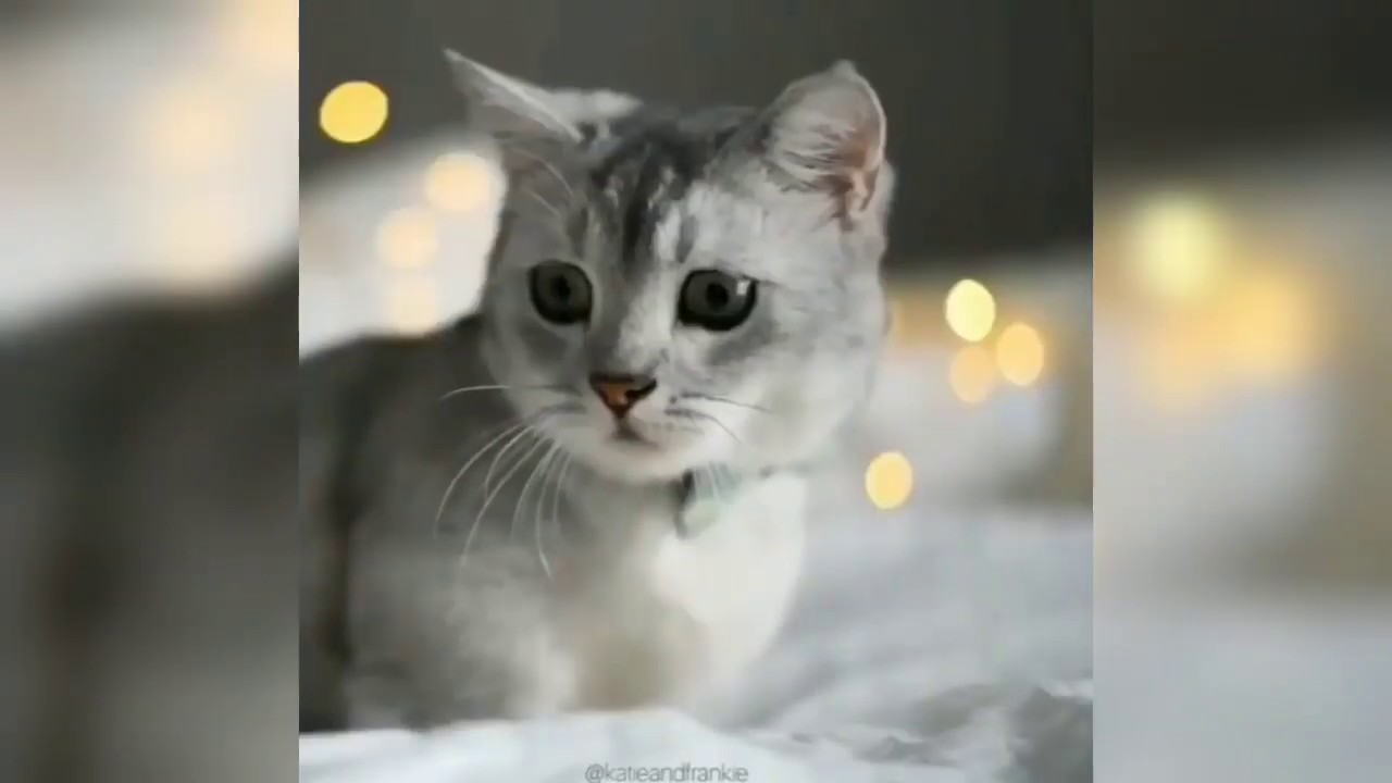 Cute Funny and Smart Cats - Cute Cats Compilation Videos 2020 | Cutam Cute Animals