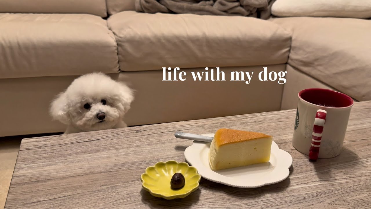 犬と暮らす私たちの生活｜life with my dog vlog