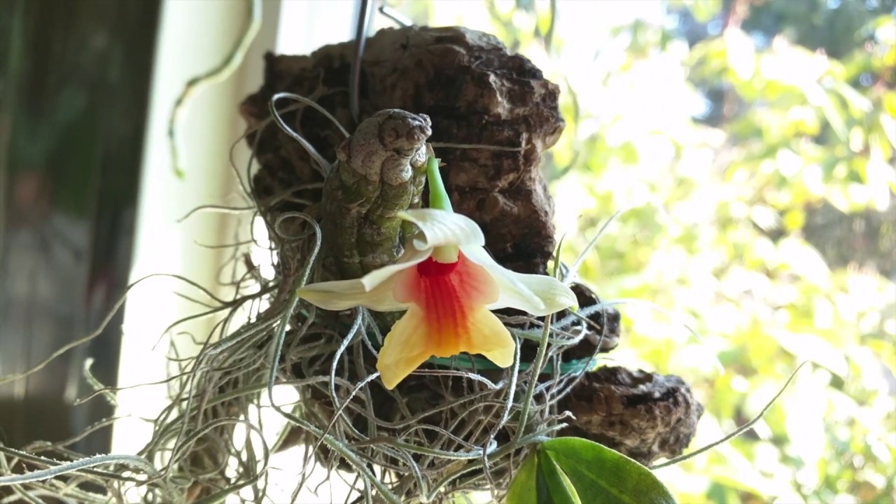 Dendrobium bellatulum in bloom